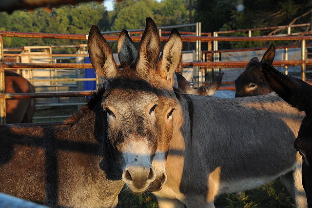 BLM burros